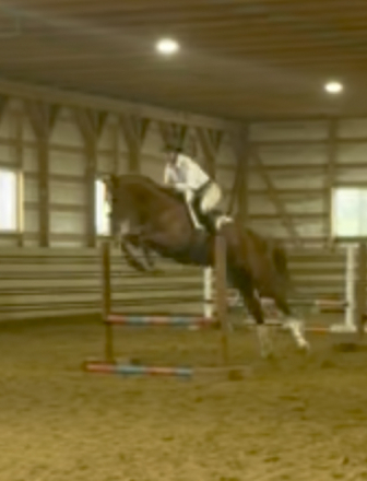 HorseID: 2317414 Van Hailen KB Z - PhotoID: 1104173