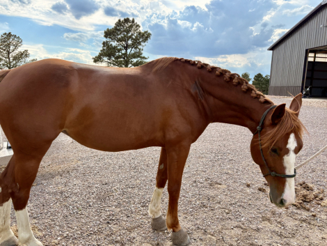 HorseID: 2317414 Van Hailen KB Z - PhotoID: 1104174
