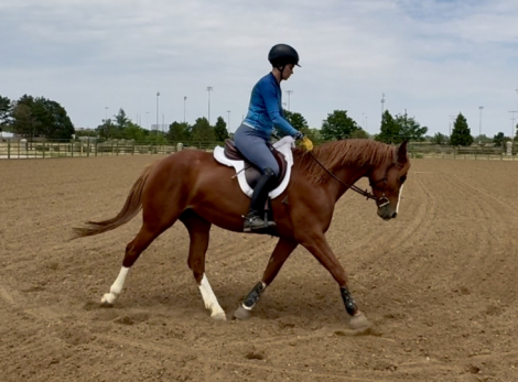 HorseID: 2317414 Van Hailen KB Z - PhotoID: 1104175