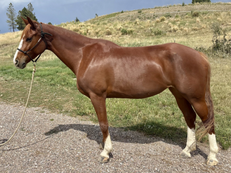 HorseID: 2317414 Van Hailen KB Z - PhotoID: 1104170