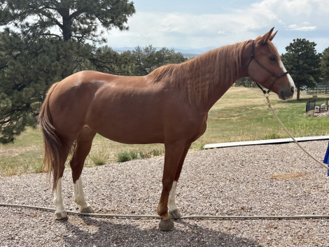 HorseID: 2317414 Van Hailen KB Z - PhotoID: 1104171
