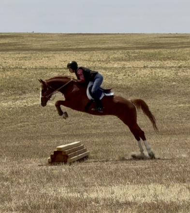 HorseID: 2317414 Van Hailen KB Z - PhotoID: 1104172