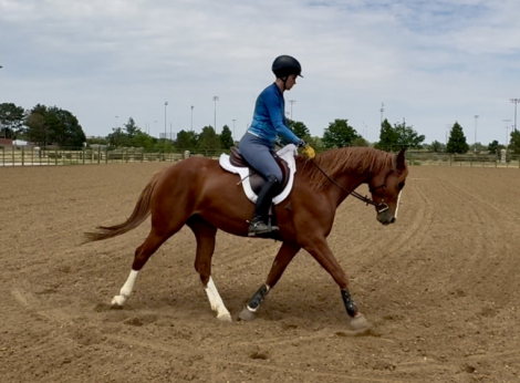 HorseID: 2317414 Van Hailen KB Z - PhotoID: 1104173