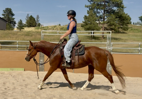HorseID: 2317414 Van Hailen KB Z - PhotoID: 1104175