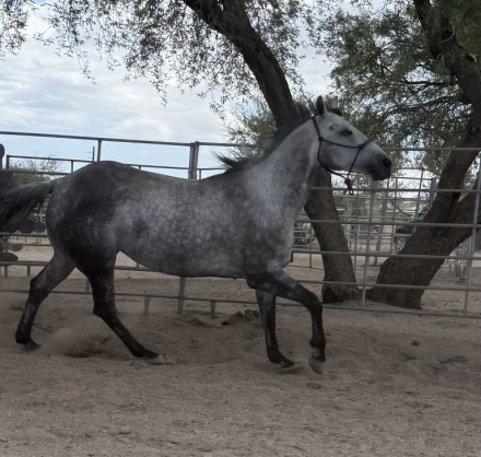 HorseID: 2317416 Athletic, Ranch Versatility, Trail Riding, Western - PhotoID: 1104178
