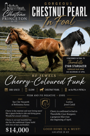 HorseID: 2317422 “Cherry” Beautiful in foal to Blue Roan 2027 - PhotoID: 1104195