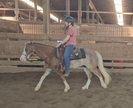 HorseID: 2317423 Whittaker Moon Double - PhotoID: 1104196