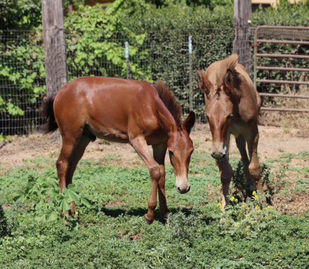 HorseID: 2317424 Dms Clifford - PhotoID: 1104198