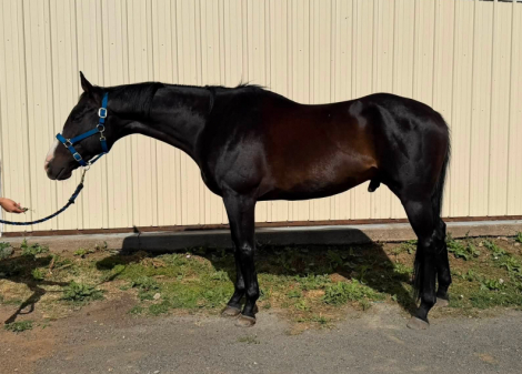 HorseID: 2317437 Snickers - PhotoID: 1104204