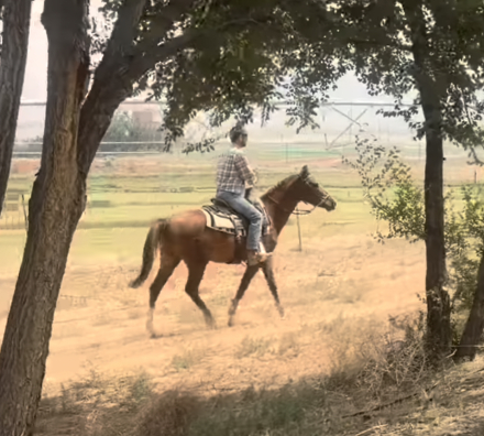 HorseID: 2317439 Alright All Ready - PhotoID: 1104926
