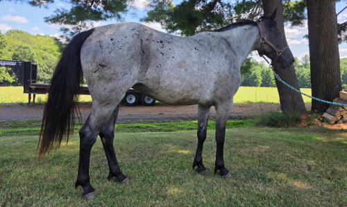 HorseID: 2317449 Journey - PhotoID: 1104211
