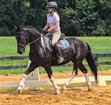 HorseID: 2317452 Zacharias - PhotoID: 1104214