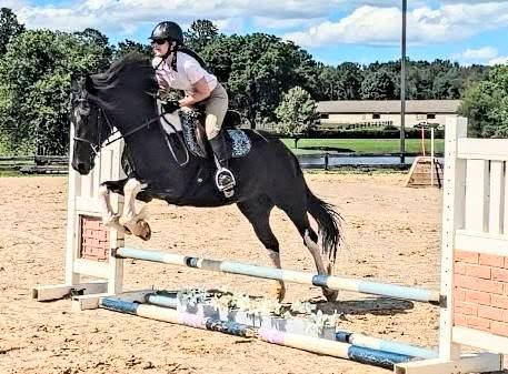 HorseID: 2317452 Zacharias - PhotoID: 1104215