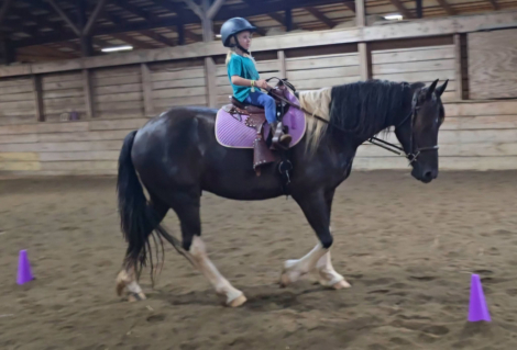 HorseID: 2317452 Zacharias - PhotoID: 1104216