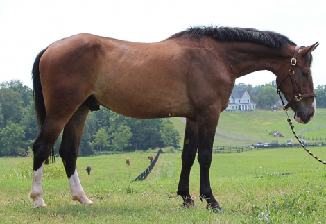 HorseID: 2317453 Hudsyn - PhotoID: 1104217
