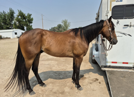 HorseID: 2317454 Contend Above - PhotoID: 1104184