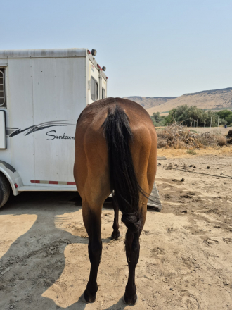 HorseID: 2317454 Contend Above - PhotoID: 1104185