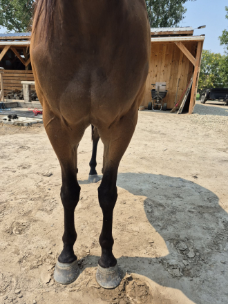 HorseID: 2317454 Contend Above - PhotoID: 1104186