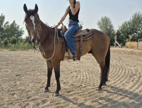 HorseID: 2317454 Contend Above - PhotoID: 1104187