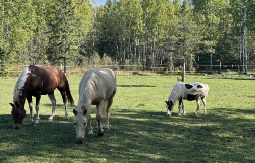 HorseID: 2317455 Dixie - PhotoID: 1104220