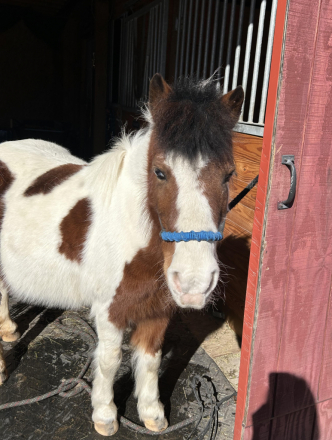 HorseID: 2317455 Dixie - PhotoID: 1104222