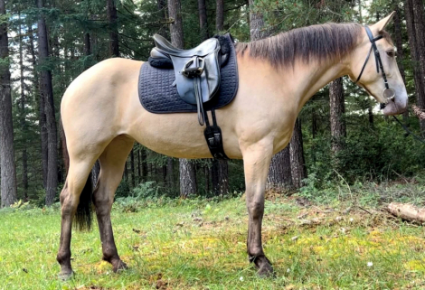 HorseID: 2317457 TBF Vintage Champagne - PhotoID: 1104224