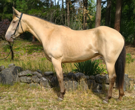 HorseID: 2317457 TBF Vintage Champagne - PhotoID: 1104225