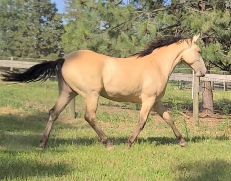 HorseID: 2317457 TBF Vintage Champagne - PhotoID: 1104227