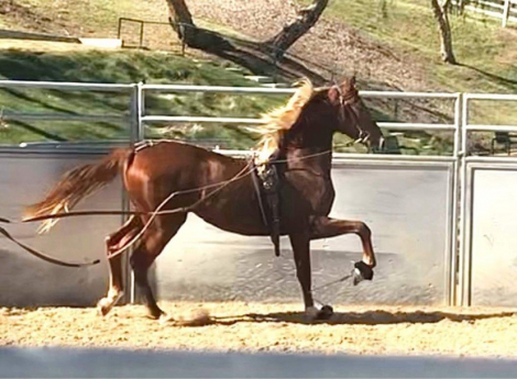 HorseID: 2317458 HARLEM'S WALK IN THE PARQ - PhotoID: 1104231