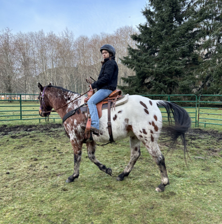 HorseID: 2317460 SM Bold Advanced Jake - PhotoID: 1104228