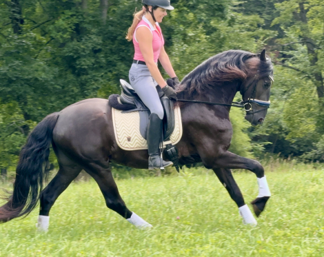 HorseID: 2317464 Zade - PhotoID: 1104233