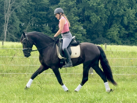 HorseID: 2317464 Zade - PhotoID: 1104234