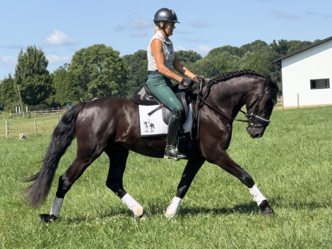 HorseID: 2317464 Zade - PhotoID: 1104235