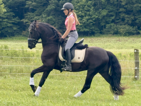 HorseID: 2317464 Zade - PhotoID: 1104236