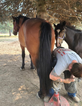 HorseID: 2317465 TBF Lord Ashley - PhotoID: 1104248