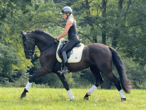 HorseID: 2317468 Sindbad - PhotoID: 1104238