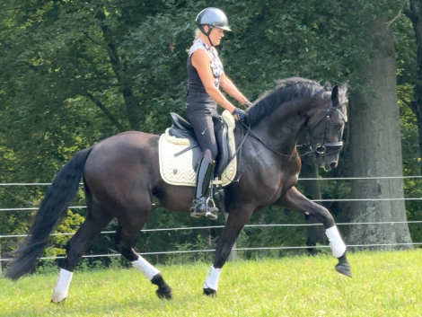 HorseID: 2317468 Sindbad - PhotoID: 1104239