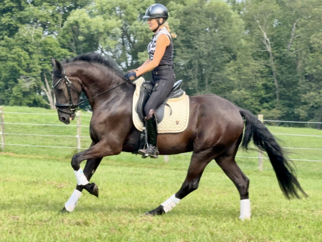 HorseID: 2317468 Sindbad - PhotoID: 1104240