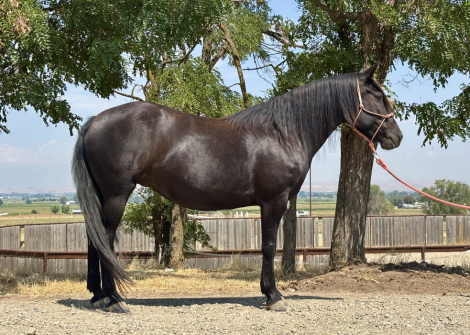HorseID: 2317470 Rilla - PhotoID: 1104762