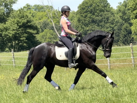 HorseID: 2317471 Fairytale - PhotoID: 1104242