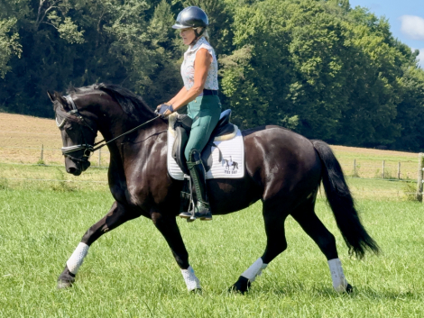 HorseID: 2317471 Fairytale - PhotoID: 1104243