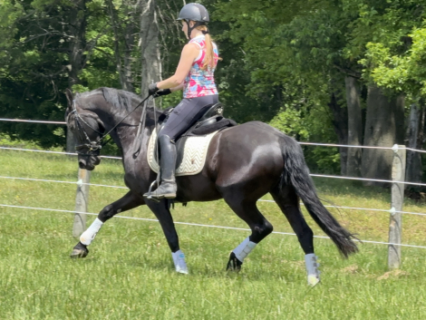 HorseID: 2317471 Fairytale - PhotoID: 1104244