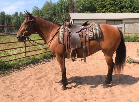HorseID: 2317472 Betty - PhotoID: 1104249