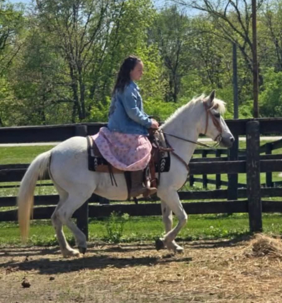 HorseID: 2317475 Lily Augustine Rose - PhotoID: 1104253