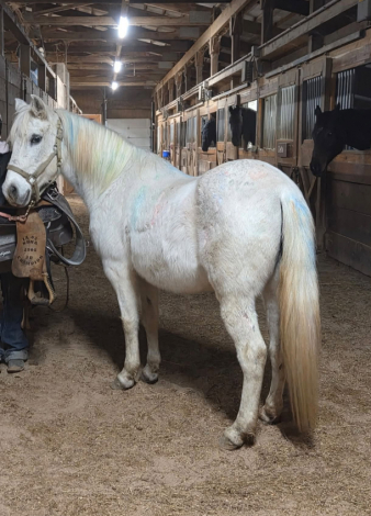 HorseID: 2317475 Lily Augustine Rose - PhotoID: 1104254