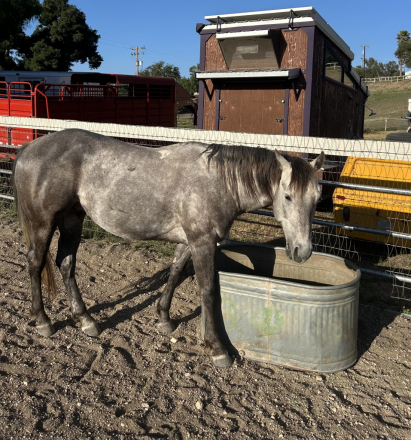HorseID: 2317477 Strait Royal Badge - PhotoID: 1104263