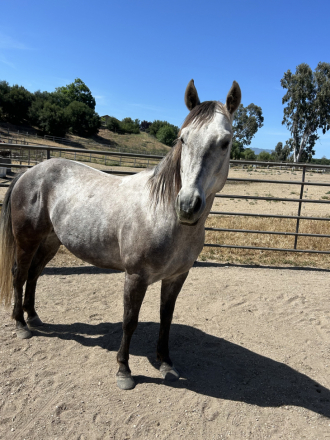 HorseID: 2317477 Strait Royal Badge - PhotoID: 1104264