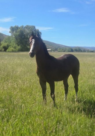 HorseID: 2317491 Moons First Dancer - PhotoID: 1104271