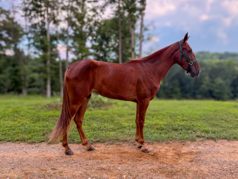 HorseID: 2317493 Minor Obsession - PhotoID: 1104274