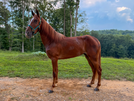 HorseID: 2317493 Minor Obsession - PhotoID: 1104275